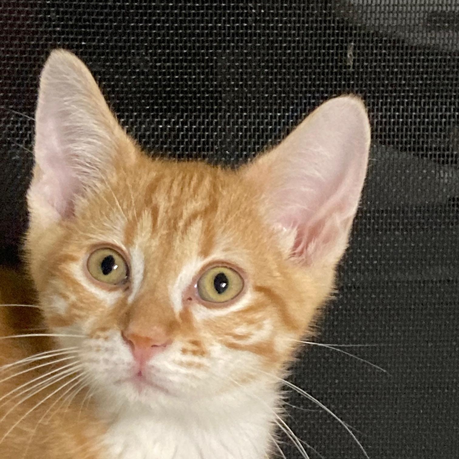 CURRY, ADOPTABLE, Kitten Male Domestic Short Hair.