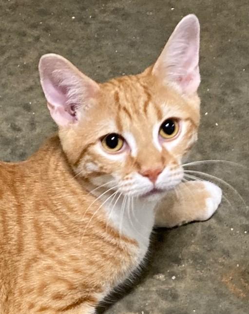Enlarge CURRY, a Adoptable mixed breed in Watkinsville, GA image 4/6