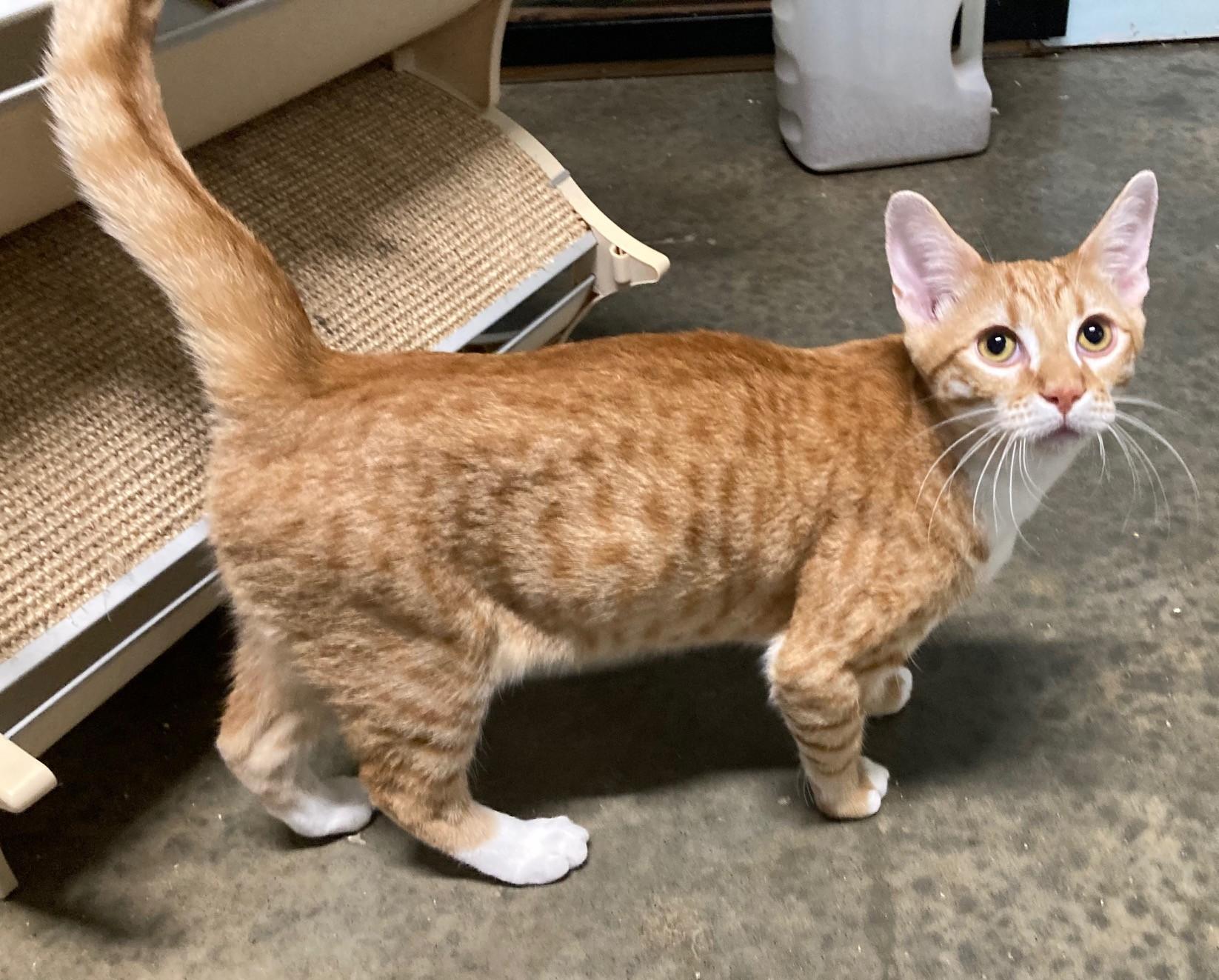 Enlarge CURRY, a Adoptable mixed breed in Watkinsville, GA image 2/6