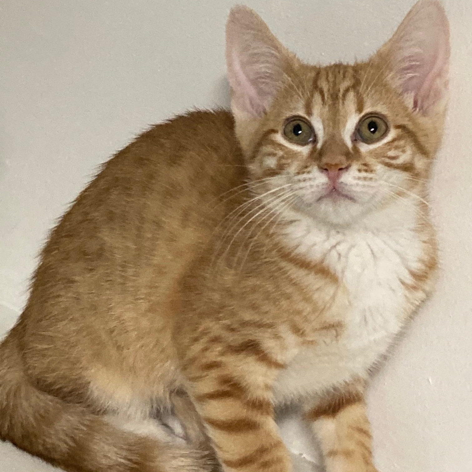 CURRY, a ADOPTABLE Domestic Short Hair in Watkinsville, GA image 2/2