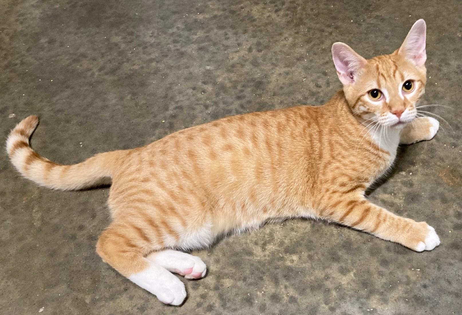 Enlarge CURRY, a Adoptable mixed breed in Watkinsville, GA image 3/6