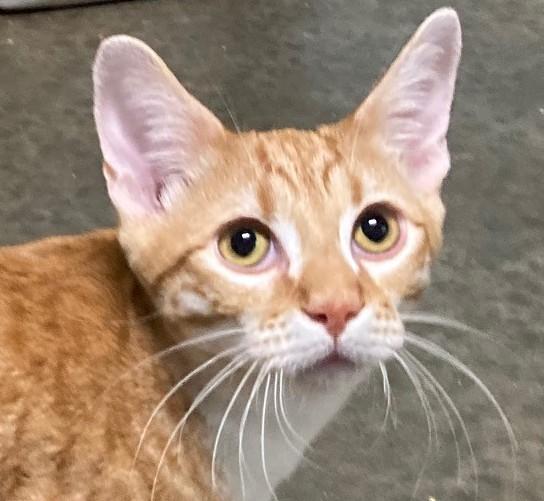 CURRY, Adoptable, Kitten Male Domestic Short Hair.