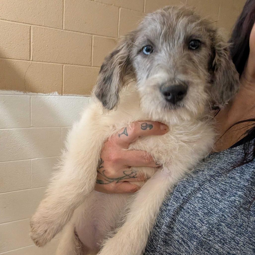 Chanterelle, Adoptable, Puppy Female Catahoula Leopard Dog.