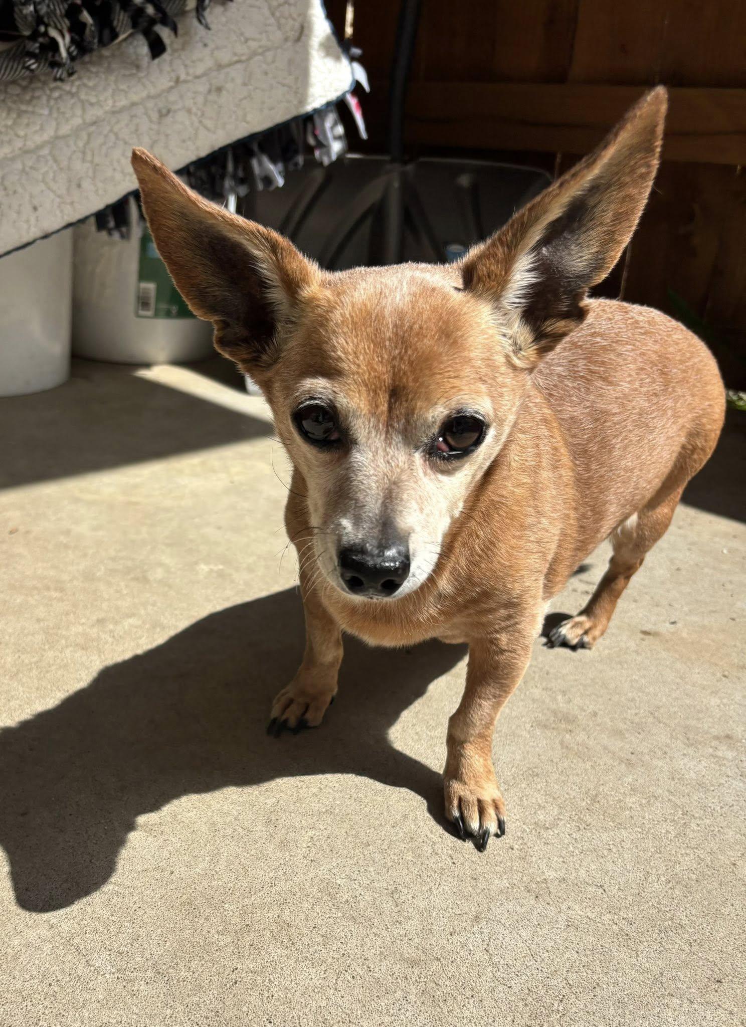 Yoda, an adoptable Chihuahua in Independence, MO image 1/5