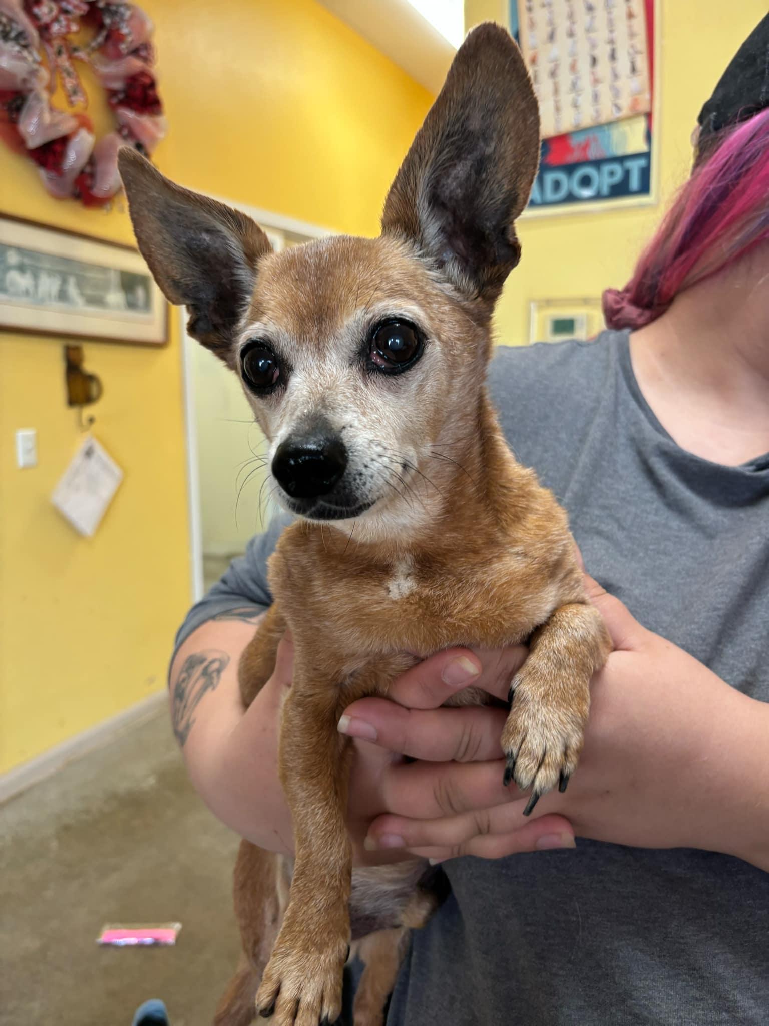 Yoda, an adoptable Chihuahua in Independence, MO image 2/5