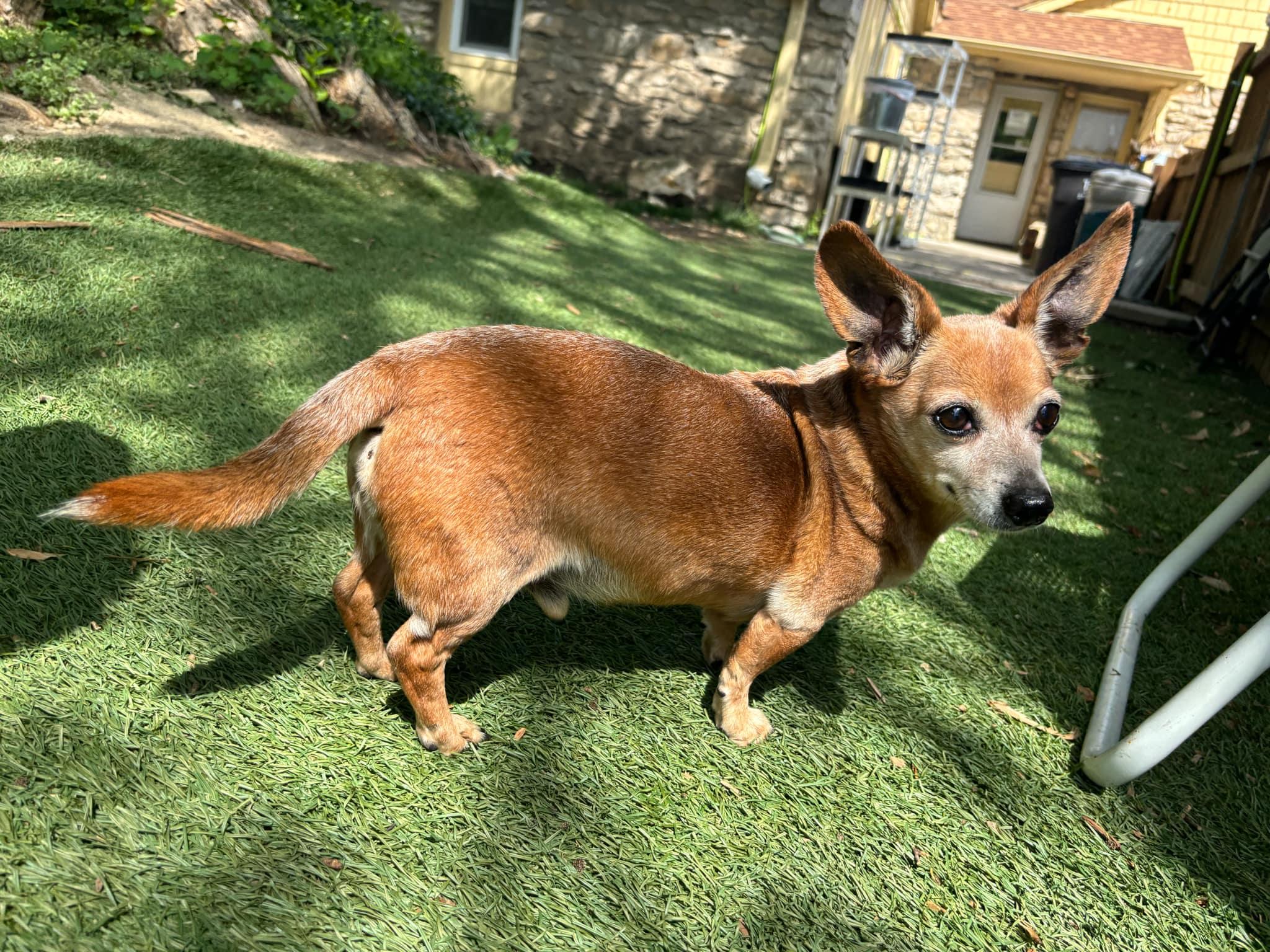 Yoda, an adoptable Chihuahua in Independence, MO image 3/5