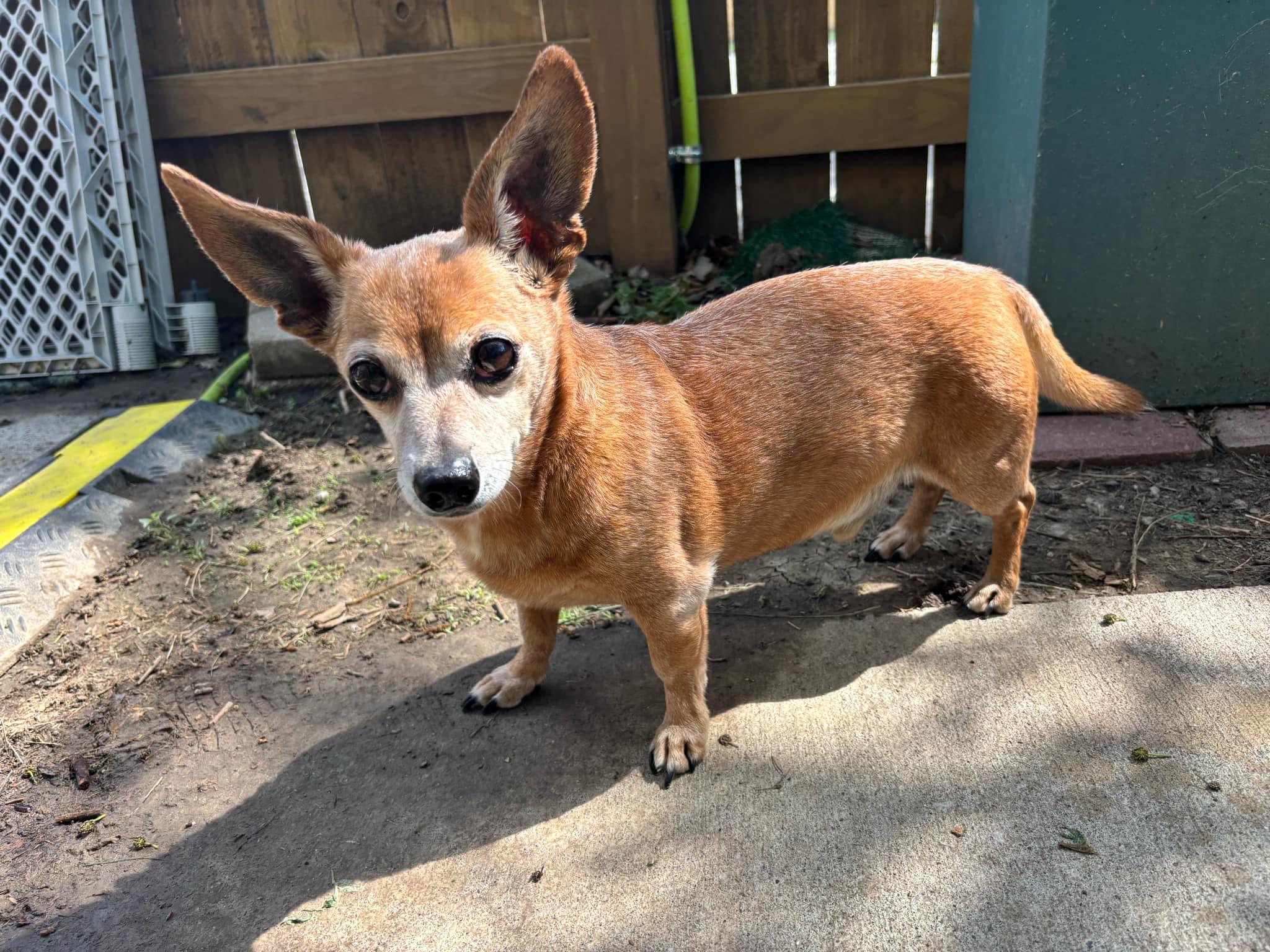 Yoda, an adoptable Chihuahua in Independence, MO image 5/5