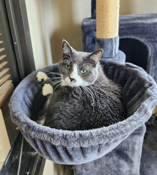 ETHEL, Adoptable, Senior Female Domestic Short Hair.