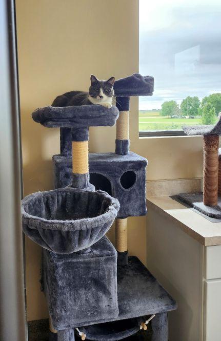 Enlarge ETHEL, a Adoptable Domestic Short Hair in Belvidere, IL image 2/5