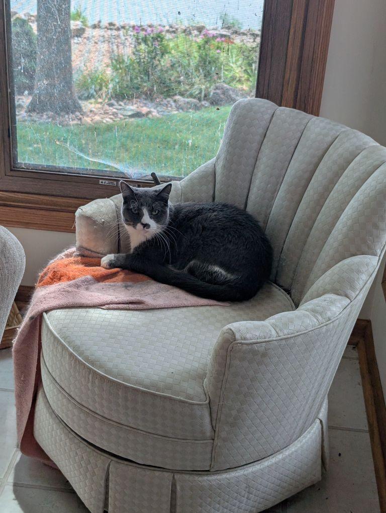 Enlarge ETHEL, a Adoptable Domestic Short Hair in Belvidere, IL image 5/5