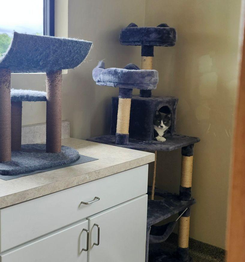 Enlarge ETHEL, a Adoptable Domestic Short Hair in Belvidere, IL image 3/5