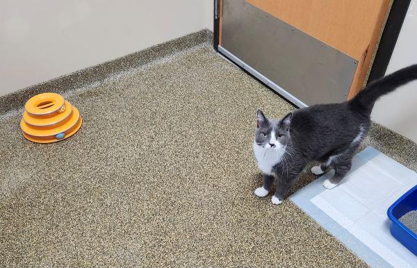 Enlarge ETHEL, a Adoptable Domestic Short Hair in Belvidere, IL image 4/5