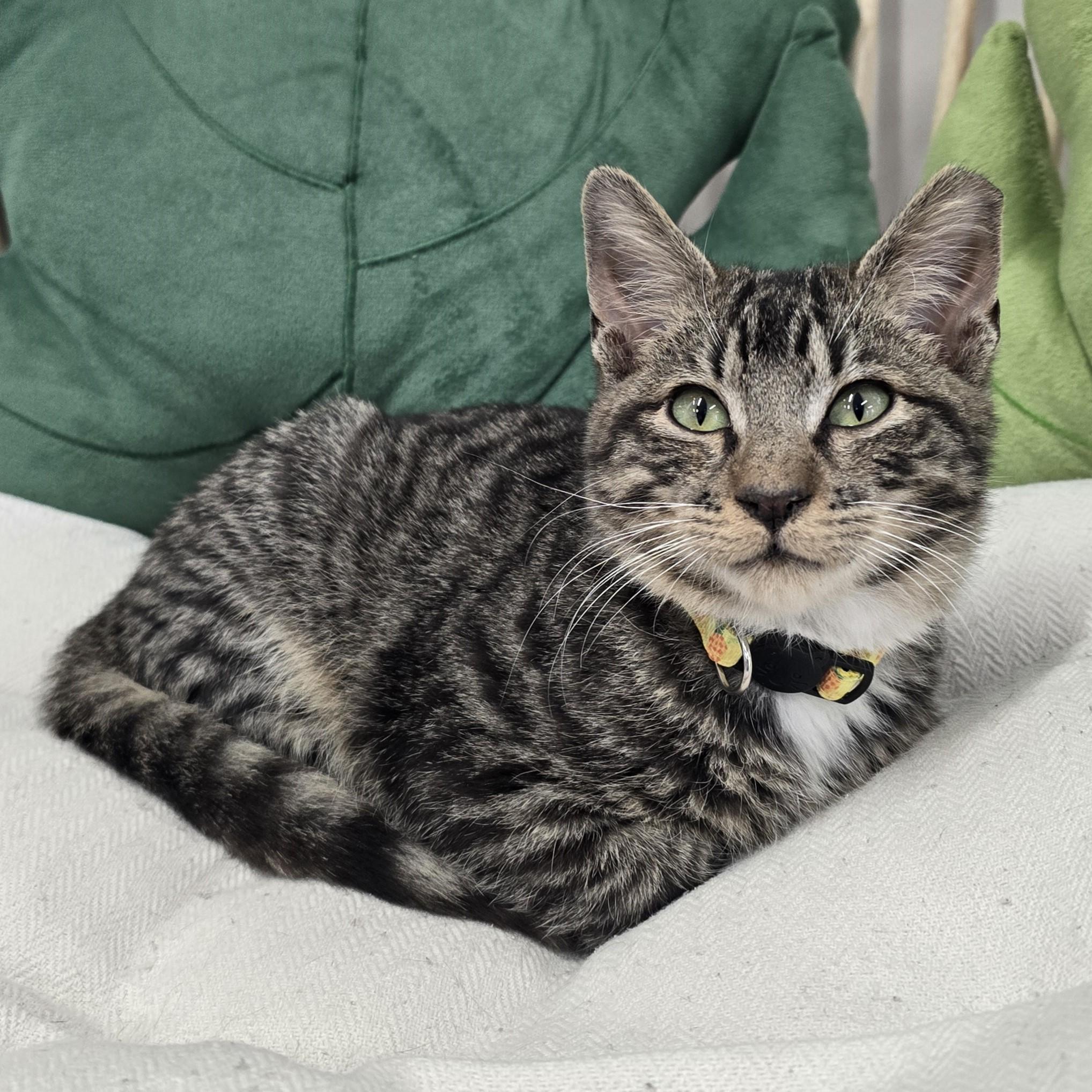 Enlarge Don Q, an adopted Domestic Short Hair in Nashville, TN image 2/6