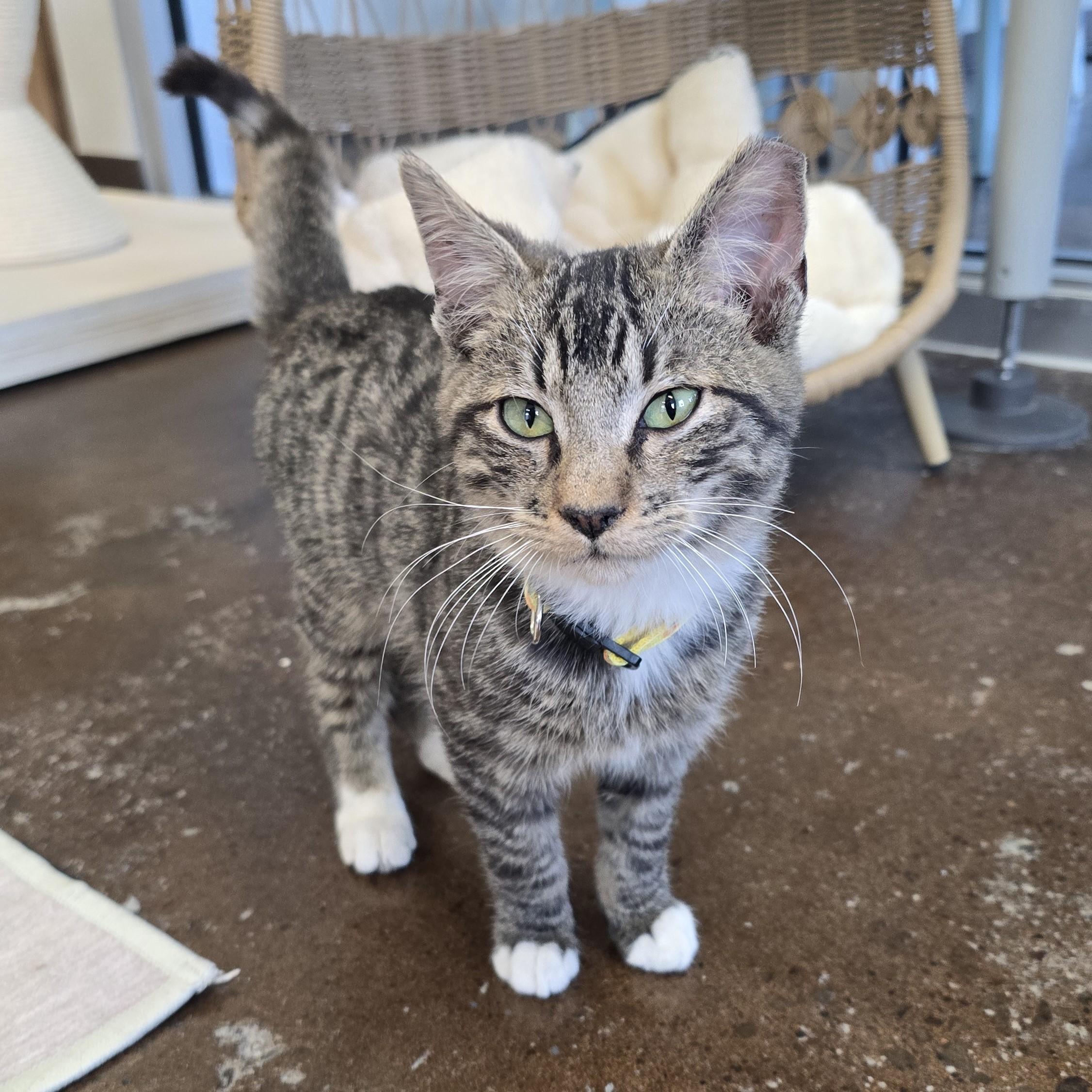 Enlarge Don Q, an adopted Domestic Short Hair in Nashville, TN image 5/6