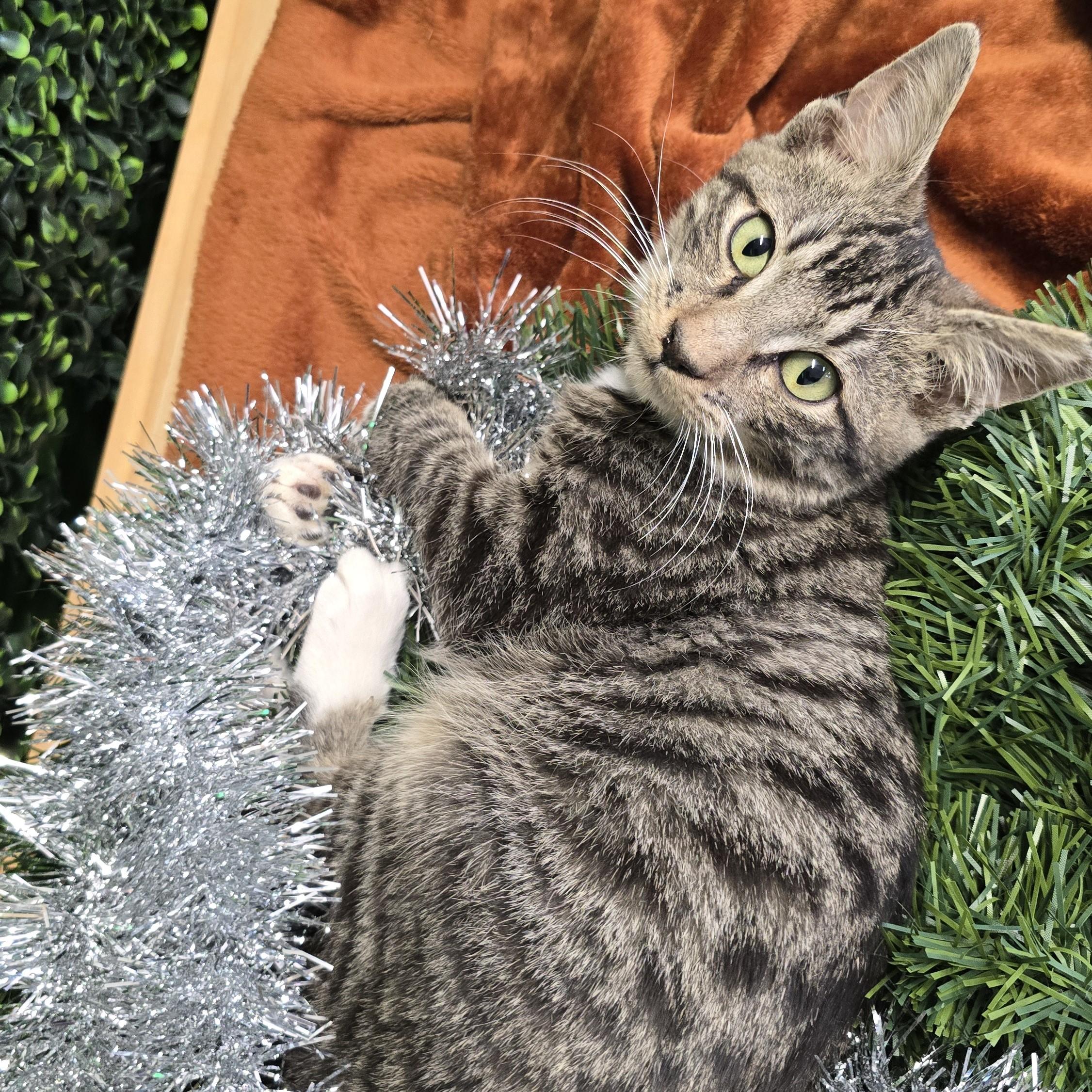 Enlarge Don Q, an adopted Domestic Short Hair in Nashville, TN image 6/6