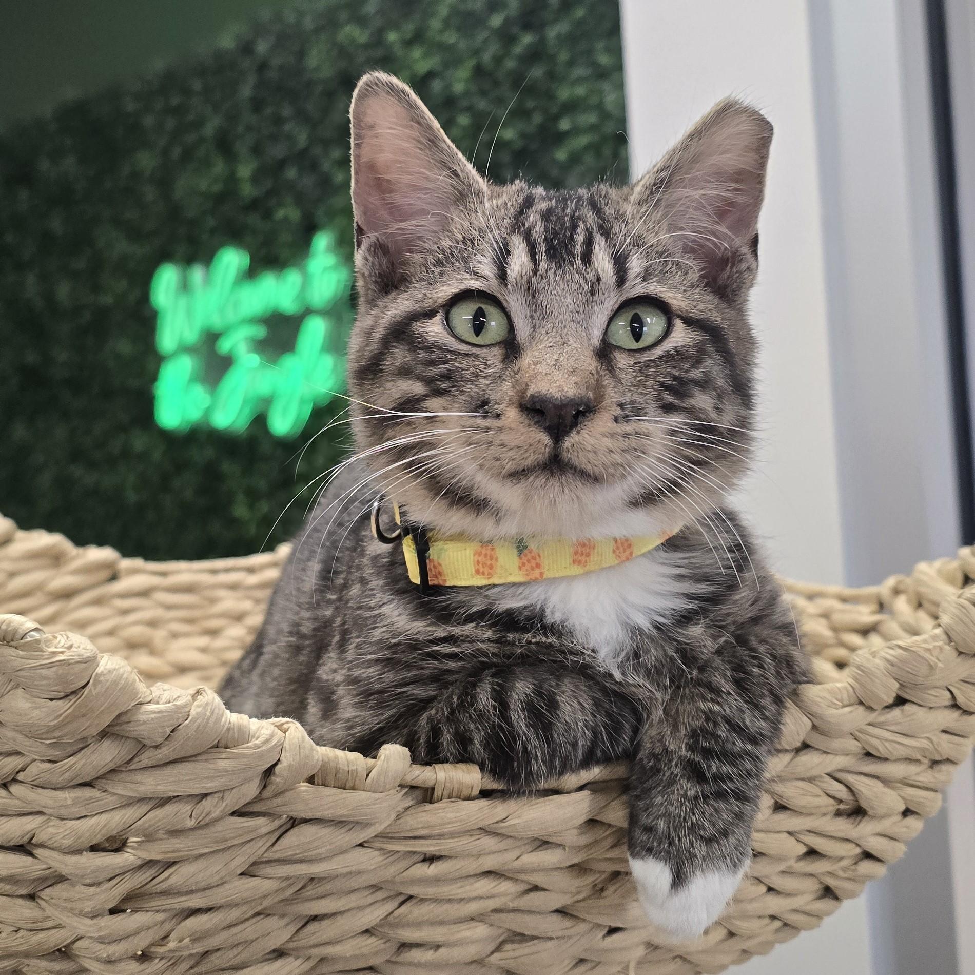 Don Q, adopted, Young Male Domestic Short Hair.