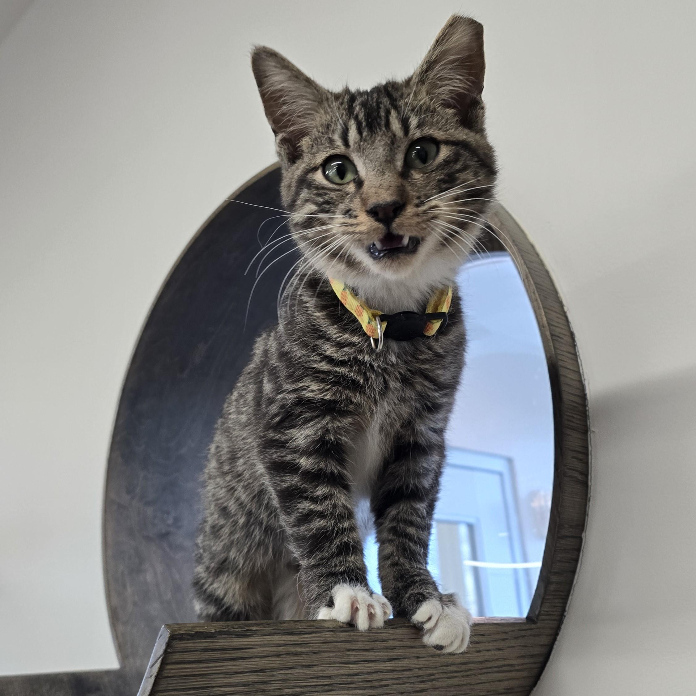 Enlarge Don Q, an adopted Domestic Short Hair in Nashville, TN image 3/6