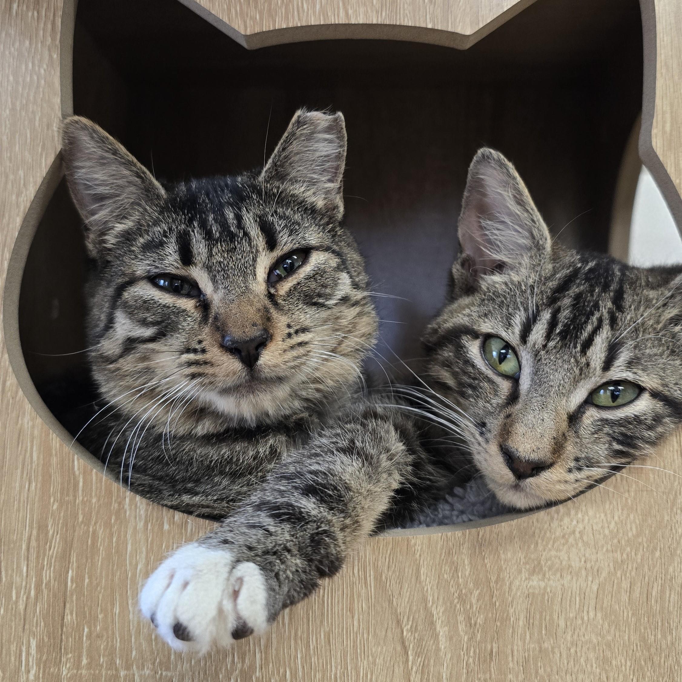 Enlarge Don Q, an adopted Domestic Short Hair in Nashville, TN image 4/6