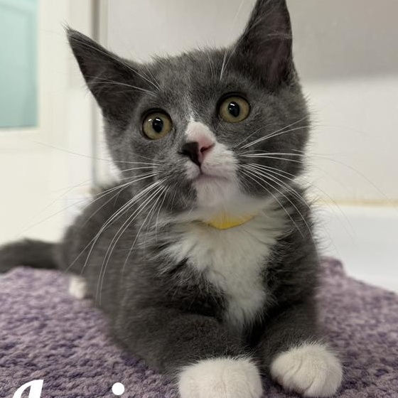 Irvin, Adoptable, Young Male Domestic Short Hair.
