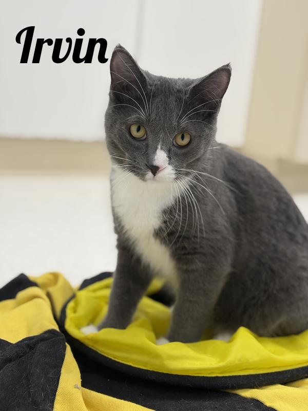 Irvin, Adoptable, Young Male Domestic Short Hair.
