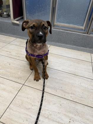 Enlarge Nesta, a ADOPTABLE Pit Bull Terrier in Reisterstown, MD image 1/1