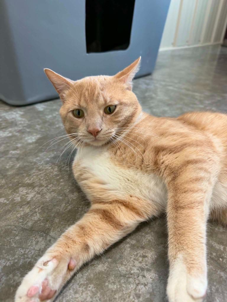 Enlarge Mr. T, a Adoptable mixed breed in Medford, WI image 1/1