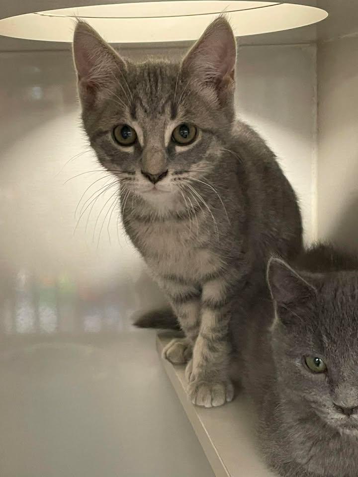 Enlarge Osborne, a Adoptable Domestic Short Hair in Arthurette, NB image 1/1