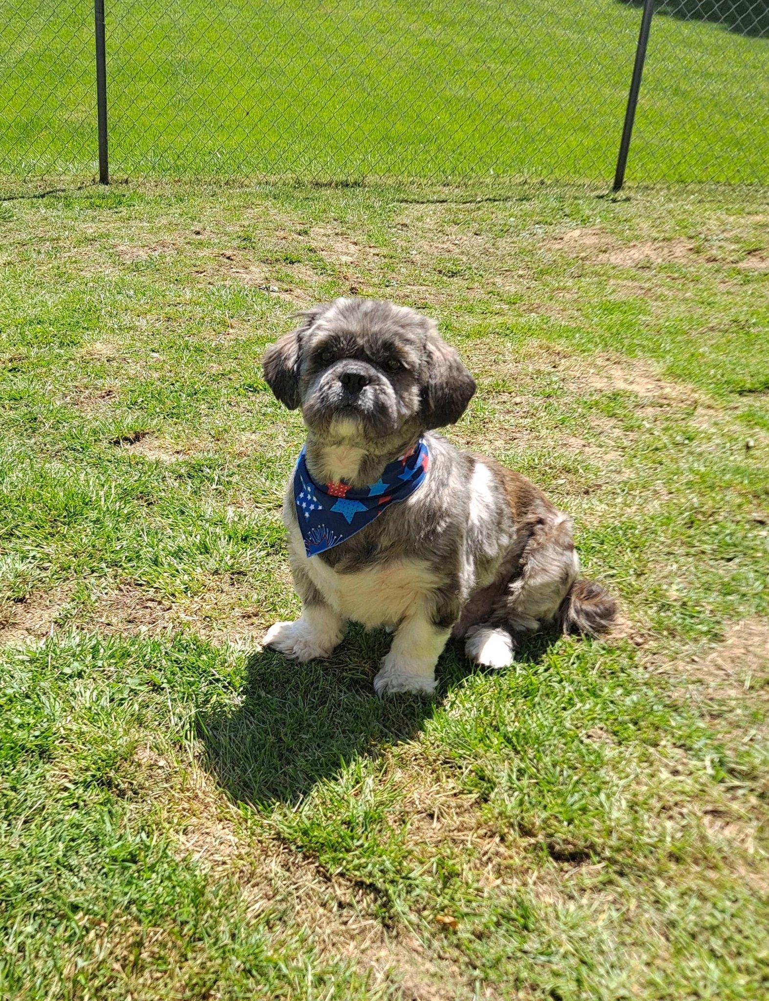 Grayson, Adopted, Adult Male Mixed Breed.