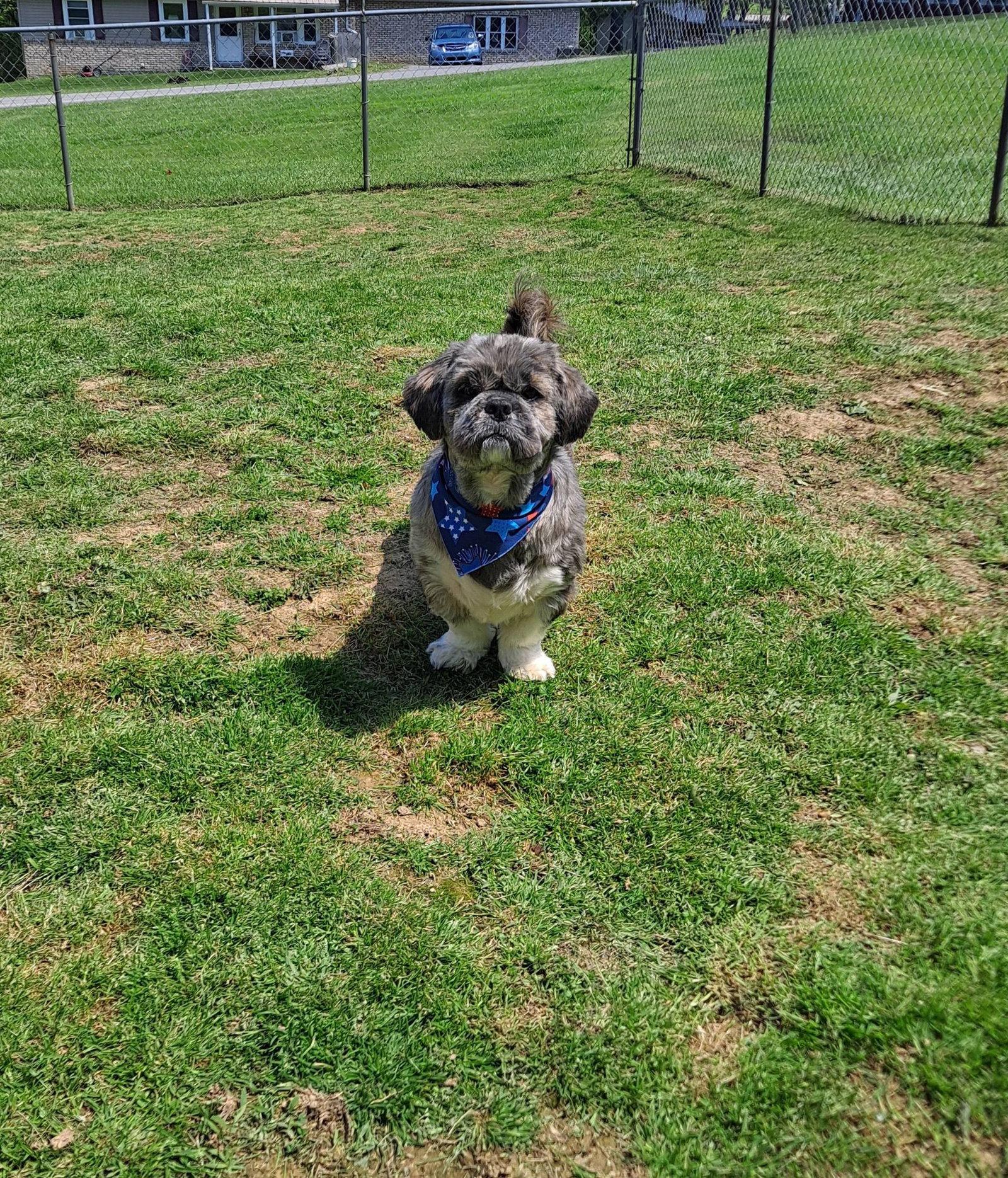 Enlarge Grayson, a Adopted Mixed Breed in Fairmont, WV image 2/3