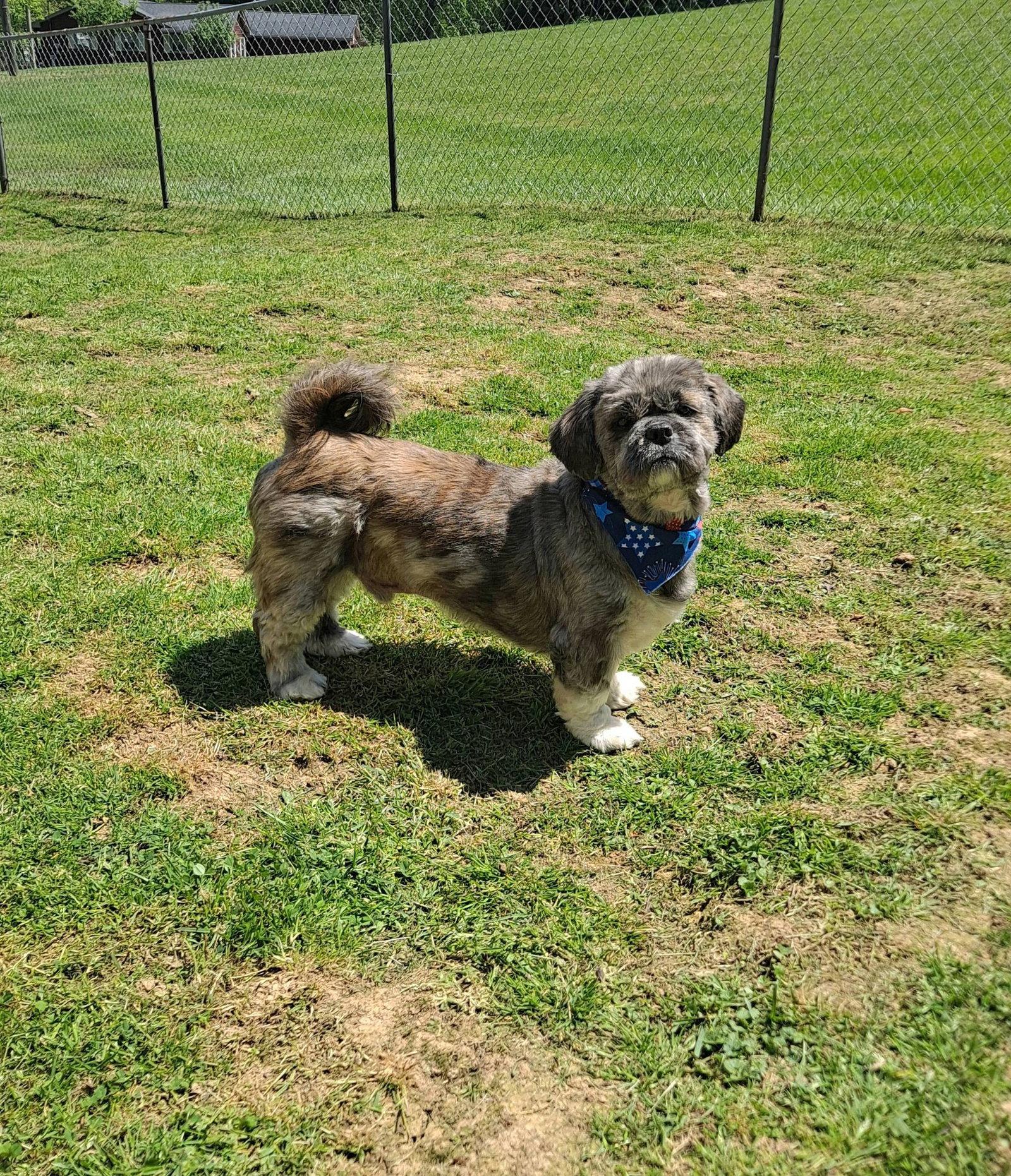 Enlarge Grayson, a Adopted Mixed Breed in Fairmont, WV image 3/3