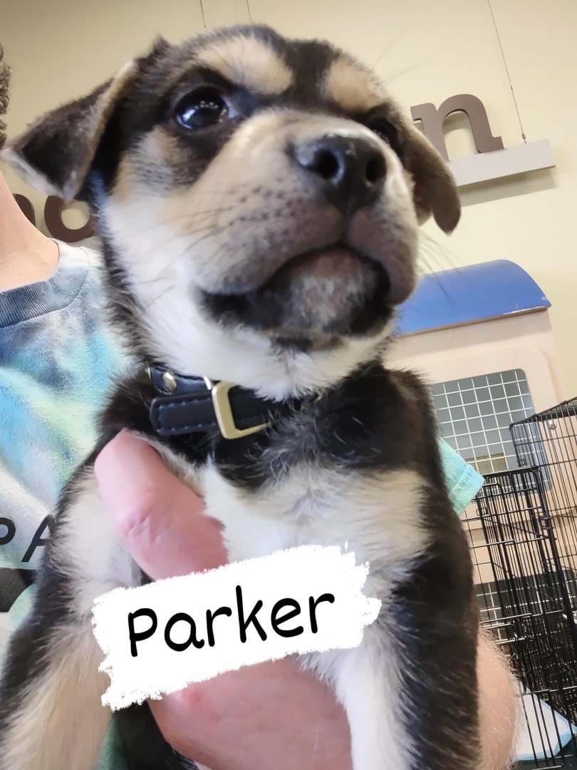 Parker 3