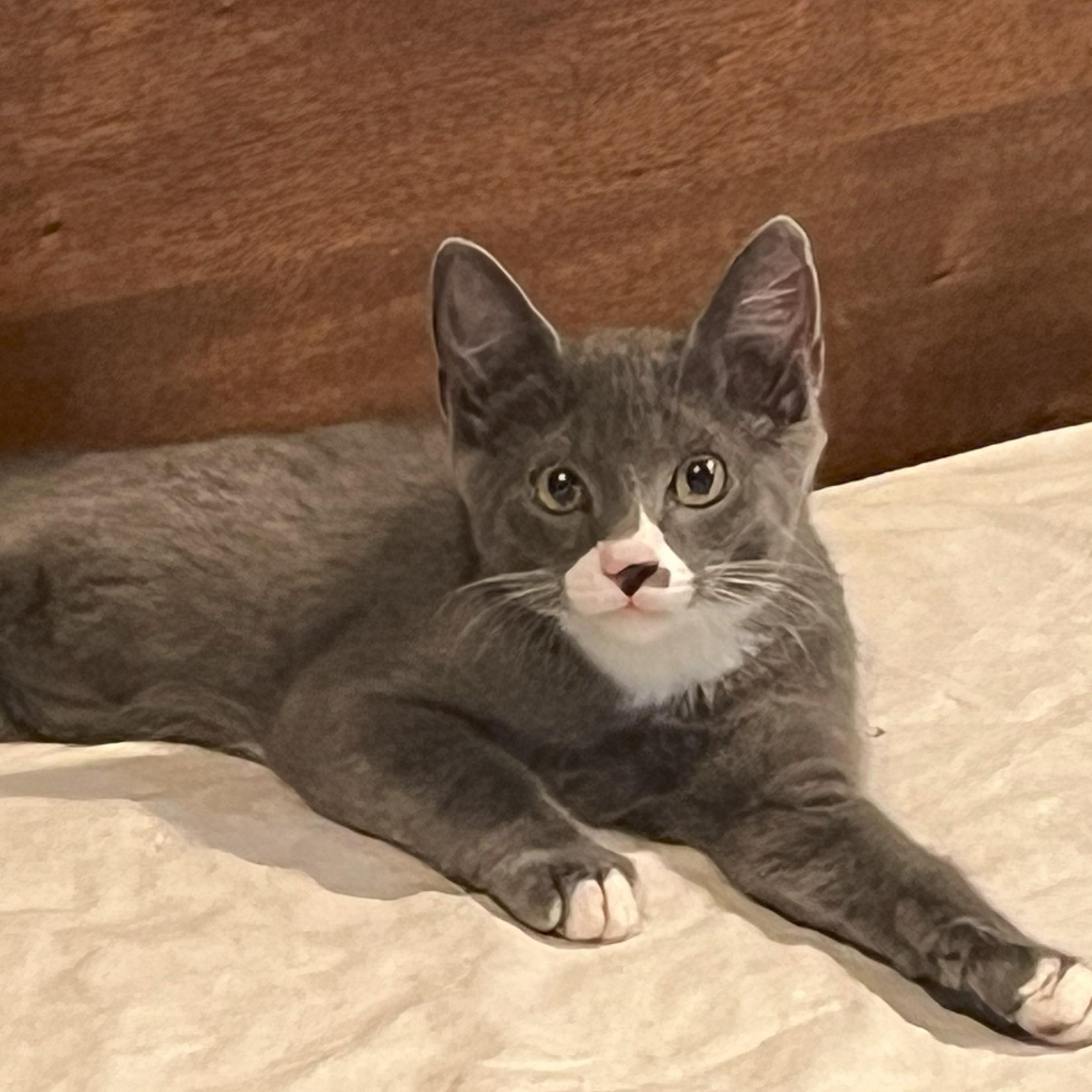 Baloo, a Adoptable Domestic Short Hair in Goliad, TX image 1/2