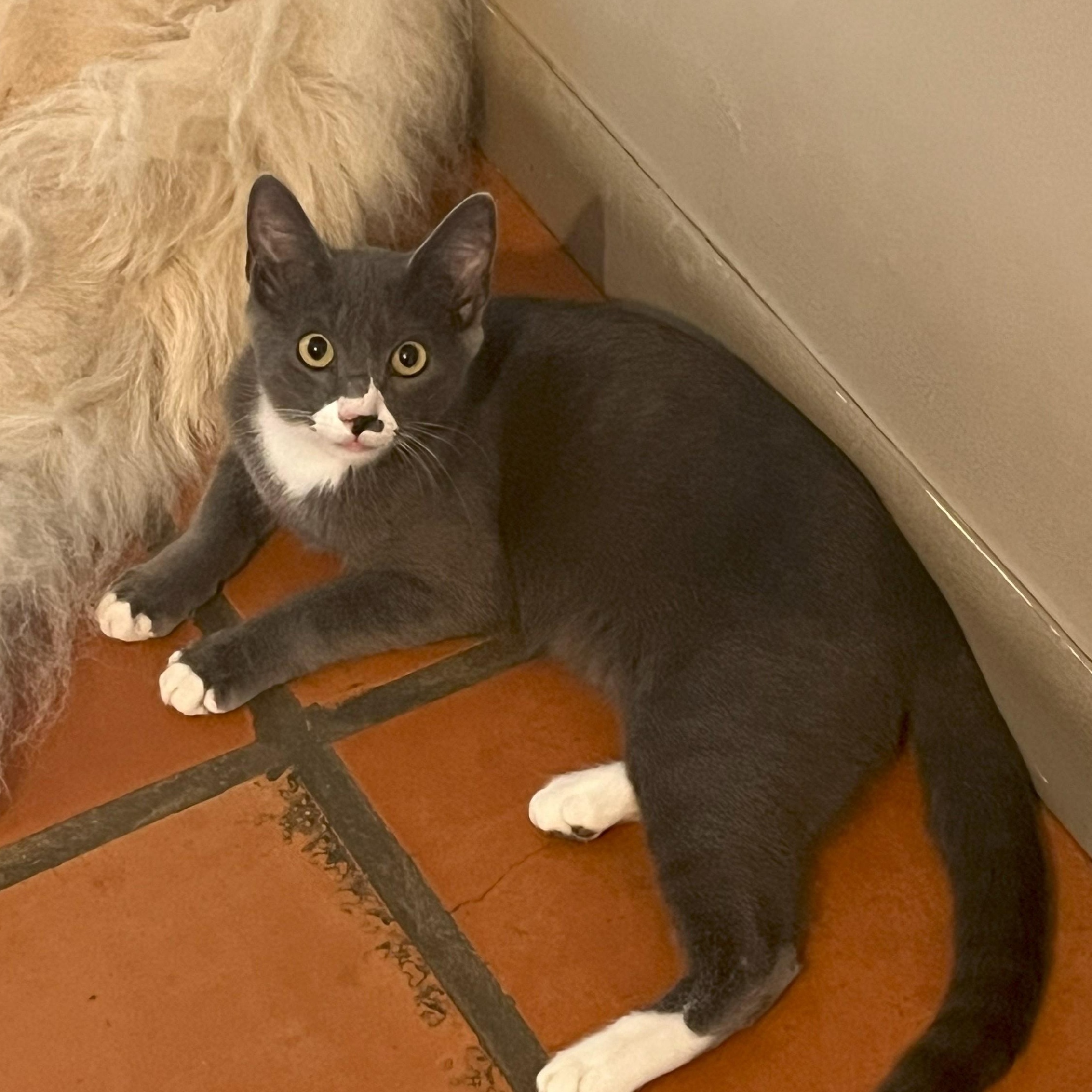 Baloo, a Adoptable Domestic Short Hair in Goliad, TX image 2/2