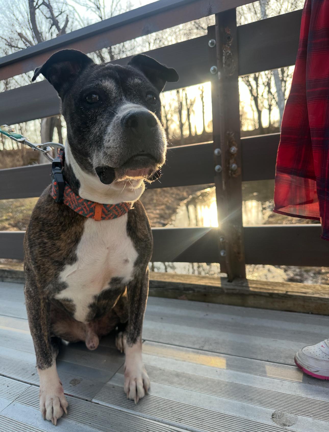 Jackson! Exceptional wonderful boy!, Adoptable, Adult Male Pit Bull Terrier.