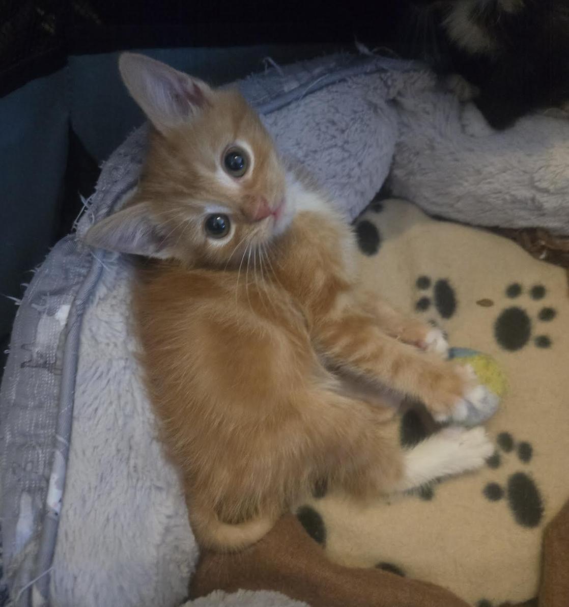 Enlarge Charmander , an adopted mixed breed in New York, NY image 2/3