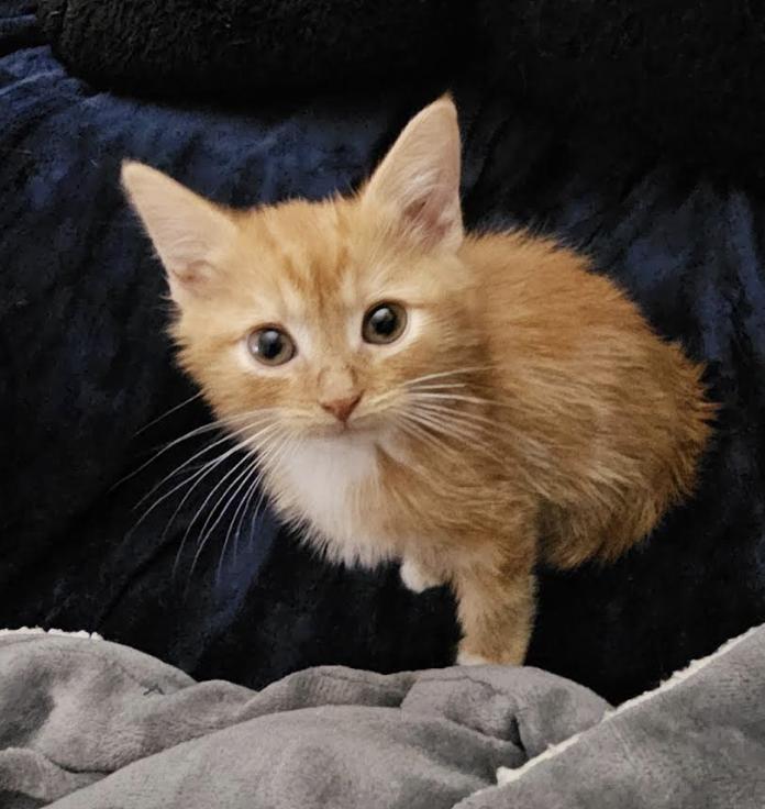 Charmander , adopted, Kitten Male Domestic Short Hair & Tabby.