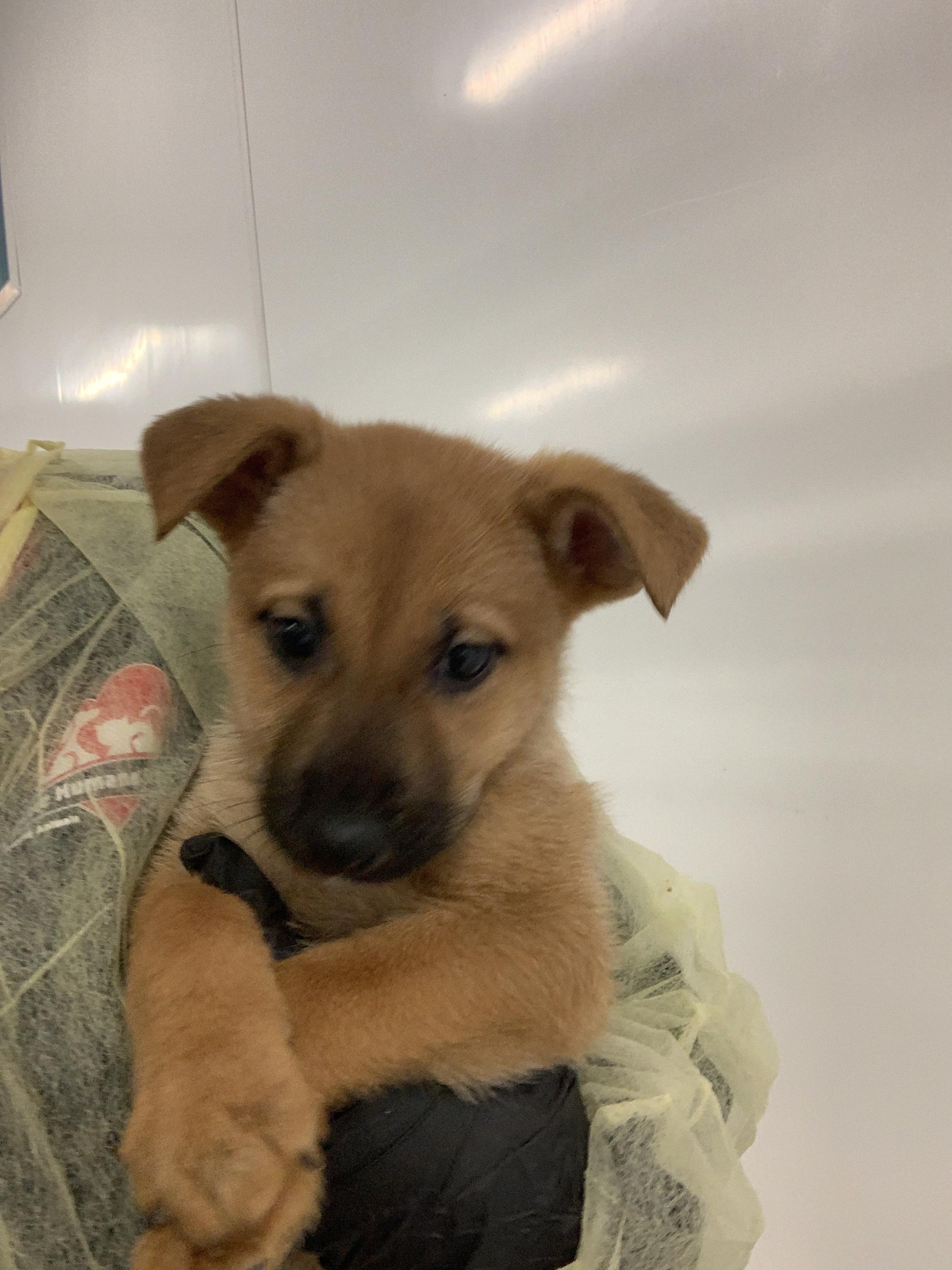 Jasmine, Adopted, Young Female Belgian Shepherd / Malinois.