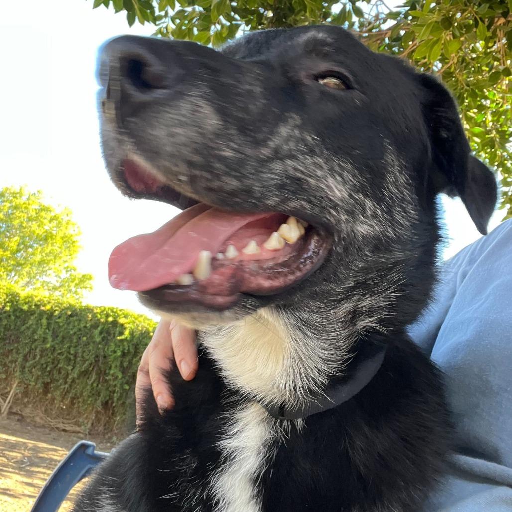 Malcolm, a Adoptable mixed breed in Naperville, IL image 1/2