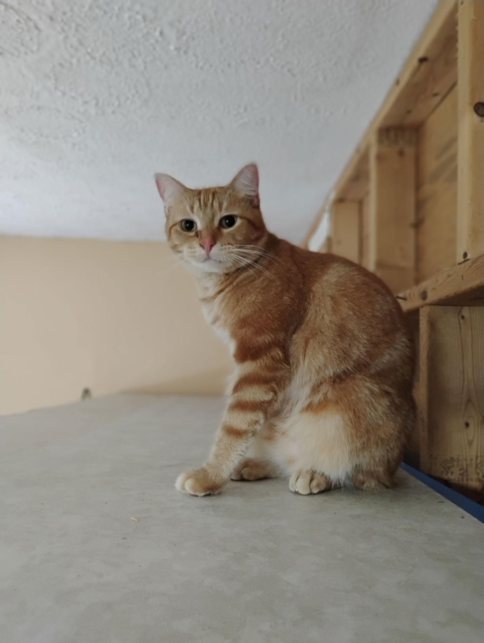 Binx, Adoptable, Adult Male Domestic Short Hair.