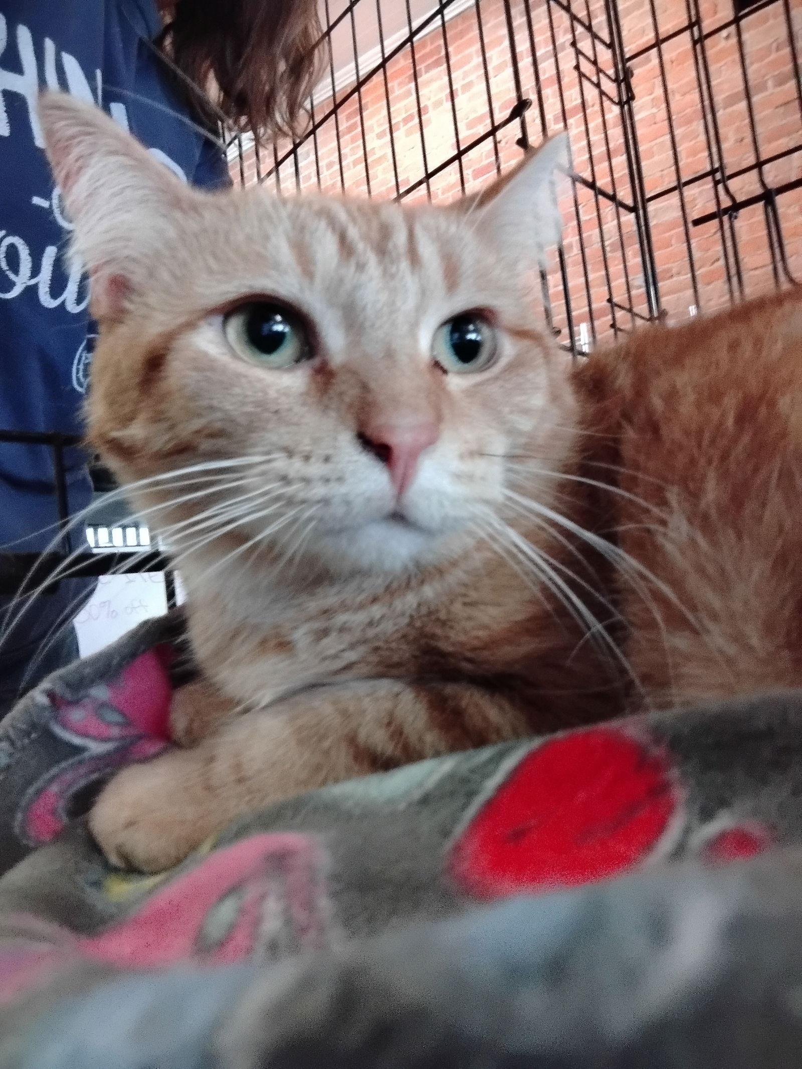 Enlarge Binx, a Adoptable Domestic Short Hair in Niles, MI image 2/3