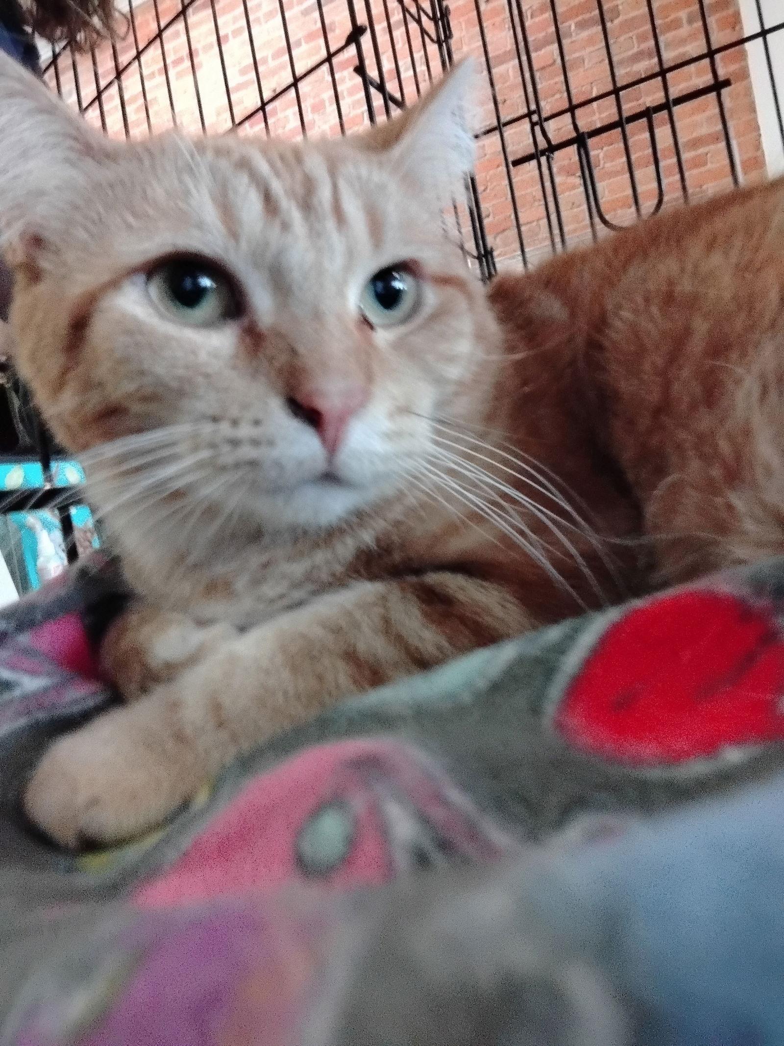 Enlarge Binx, a Adoptable Domestic Short Hair in Niles, MI image 3/3