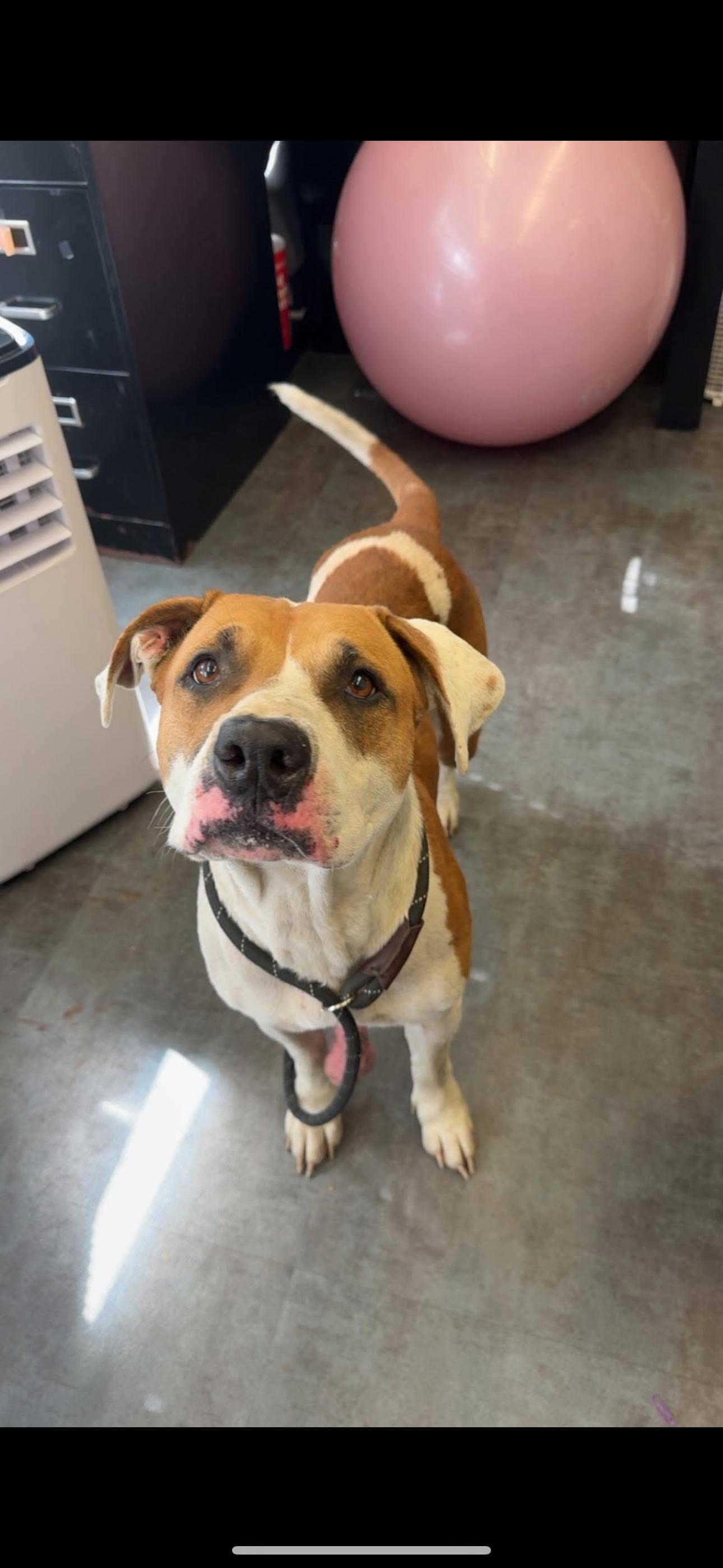 Pebbles, Adoptable, Adult Female Pit Bull Terrier.