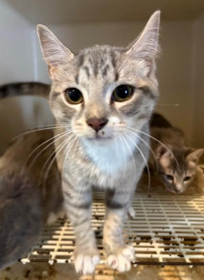 Cookie, adopted, Kitten Male Domestic Short Hair.
