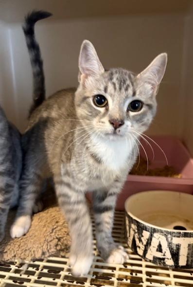 Enlarge Cookie, an adopted Domestic Short Hair in Pottstown, PA image 3/3