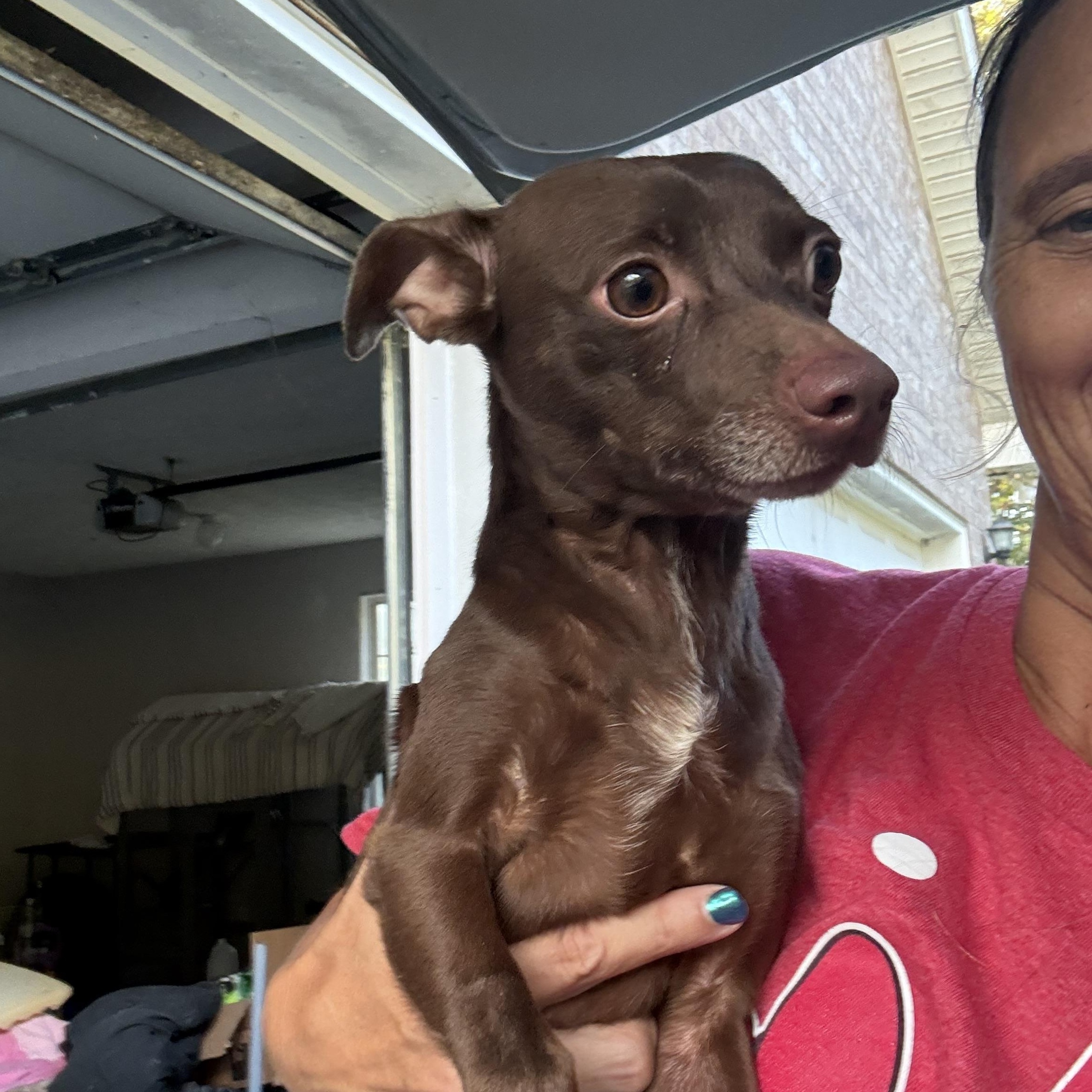 Willie, Adoptable, Adult Male Chihuahua.