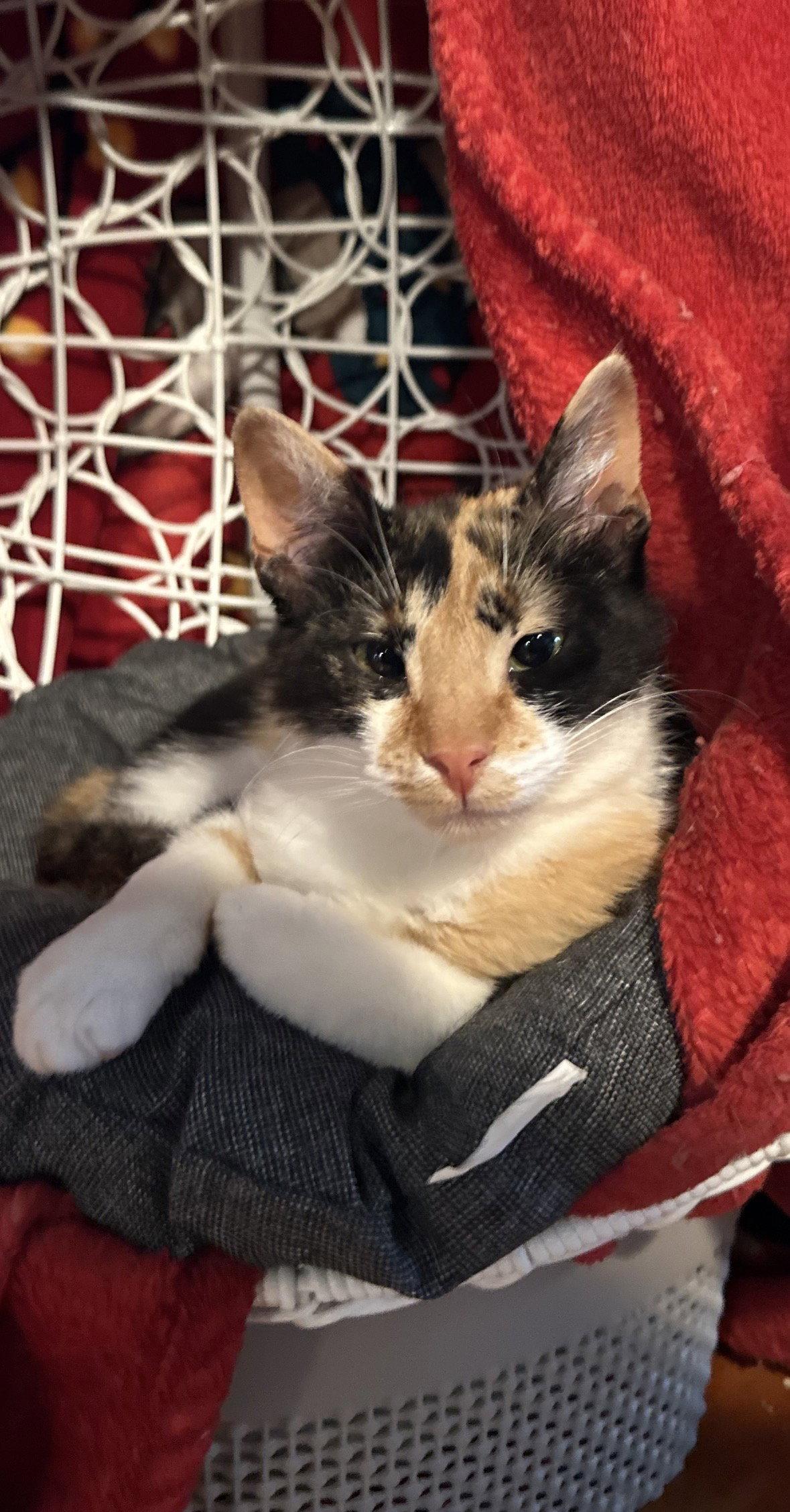 Margie, Adopted, Adult Female Calico & Tabby.