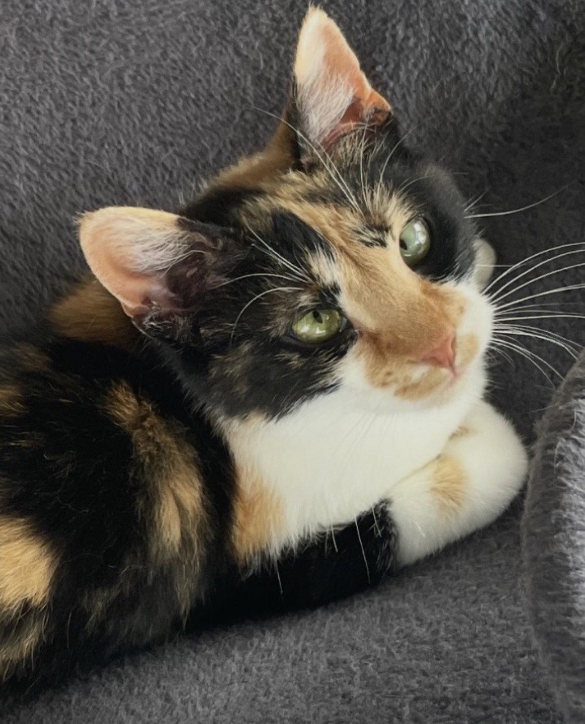 Margie, a Adopted mixed breed in Cuyahoga Falls, OH image 2/3
