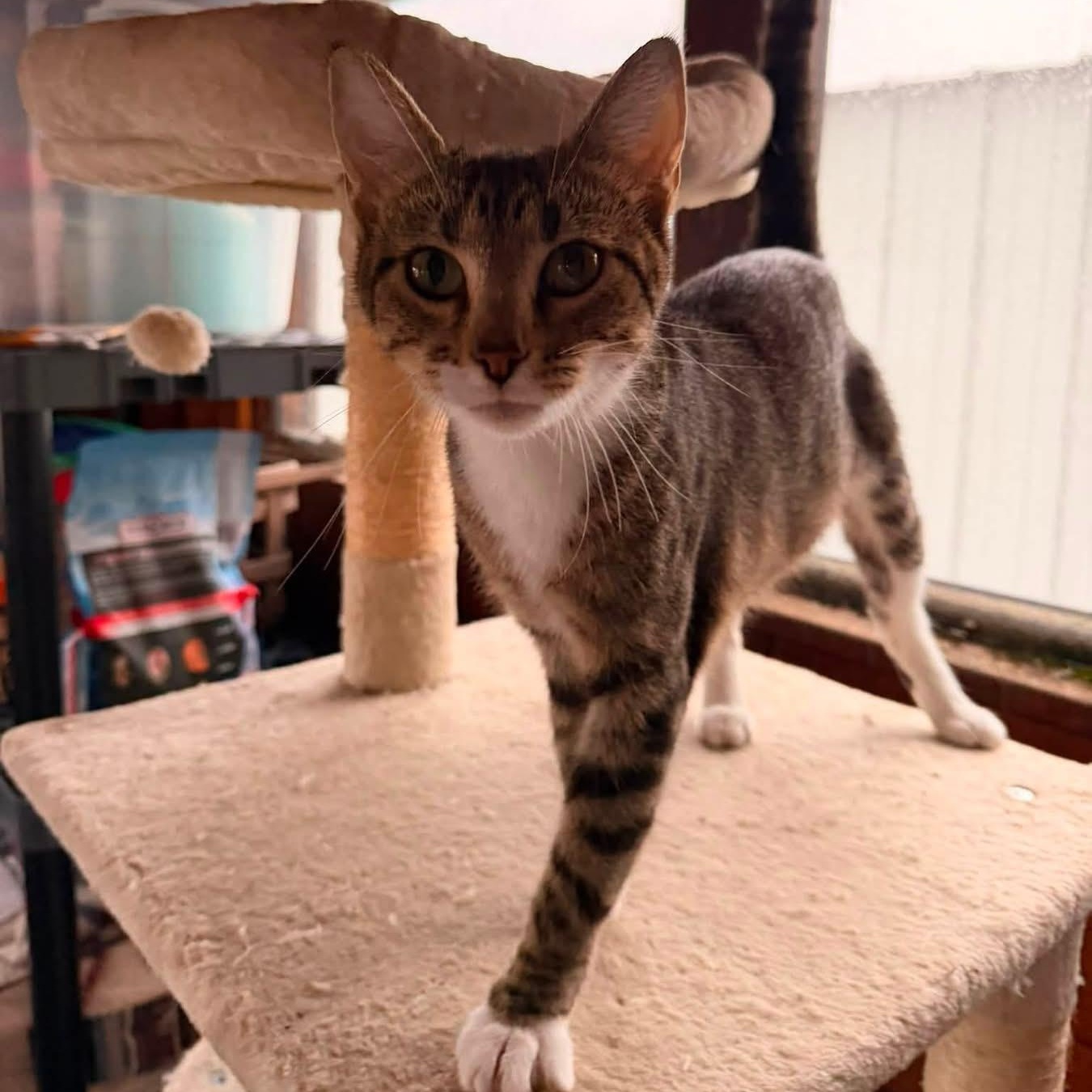 Kiki, a ADOPTABLE Domestic Short Hair in McHenry, IL image 2/2
