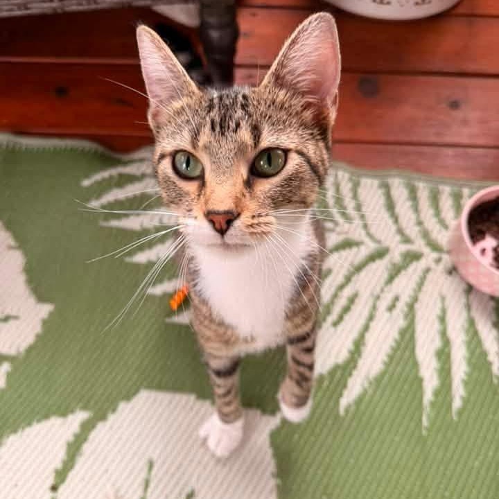 Kiki, ADOPTABLE, Young Female Domestic Short Hair.