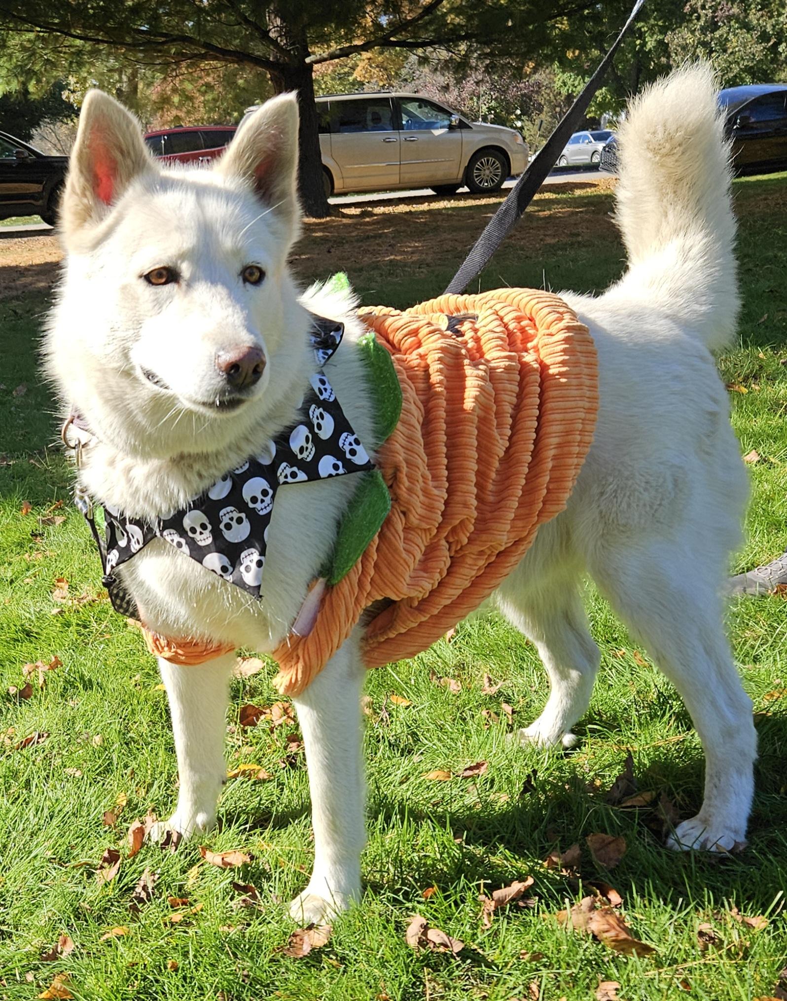 Samson, Adoptable, Adult Male Husky & Shepherd.